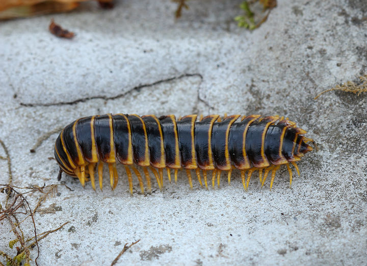 Millipede